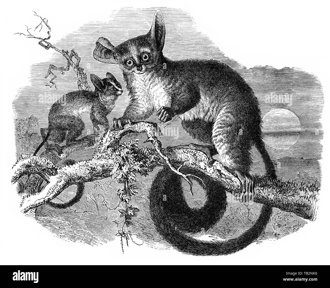Illustrazione storico di bushbabies, Galago (Galago sp.), Halbaffe, (Prosimiae), Primaten, Lemuren, Loriartige Foto Stock