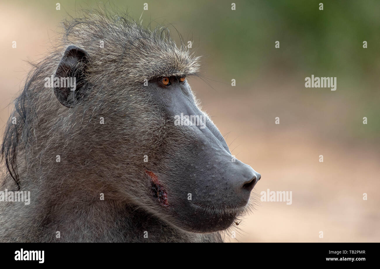 Il profilo laterale della testa di un babbuino, Papio ursinus, guardando fuori del telaio Foto Stock