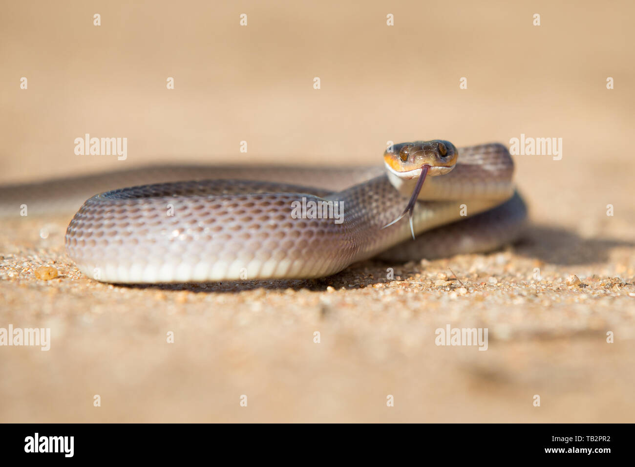 Un araldo snake, Crotaphopeltis hotamboeia, bobine nella sabbia, lo sguardo diretto con la lingua di fuori Foto Stock