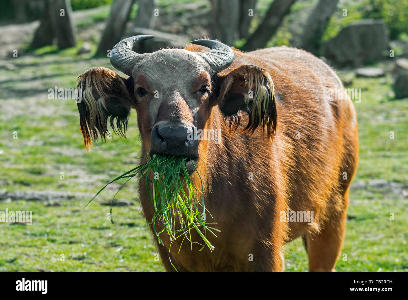 Foresta Africana di bufalo nano / buffalo / Congo buffalo (Syncerus caffer nanus) nativa per le foreste pluviali dell'Africa centrale e occidentale Foto Stock