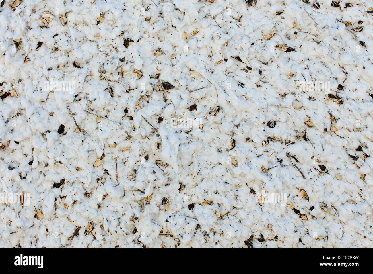 Close up di un raccolto di cotone bianco bolls soffice di cotone seedhead pranzo insieme. Foto Stock