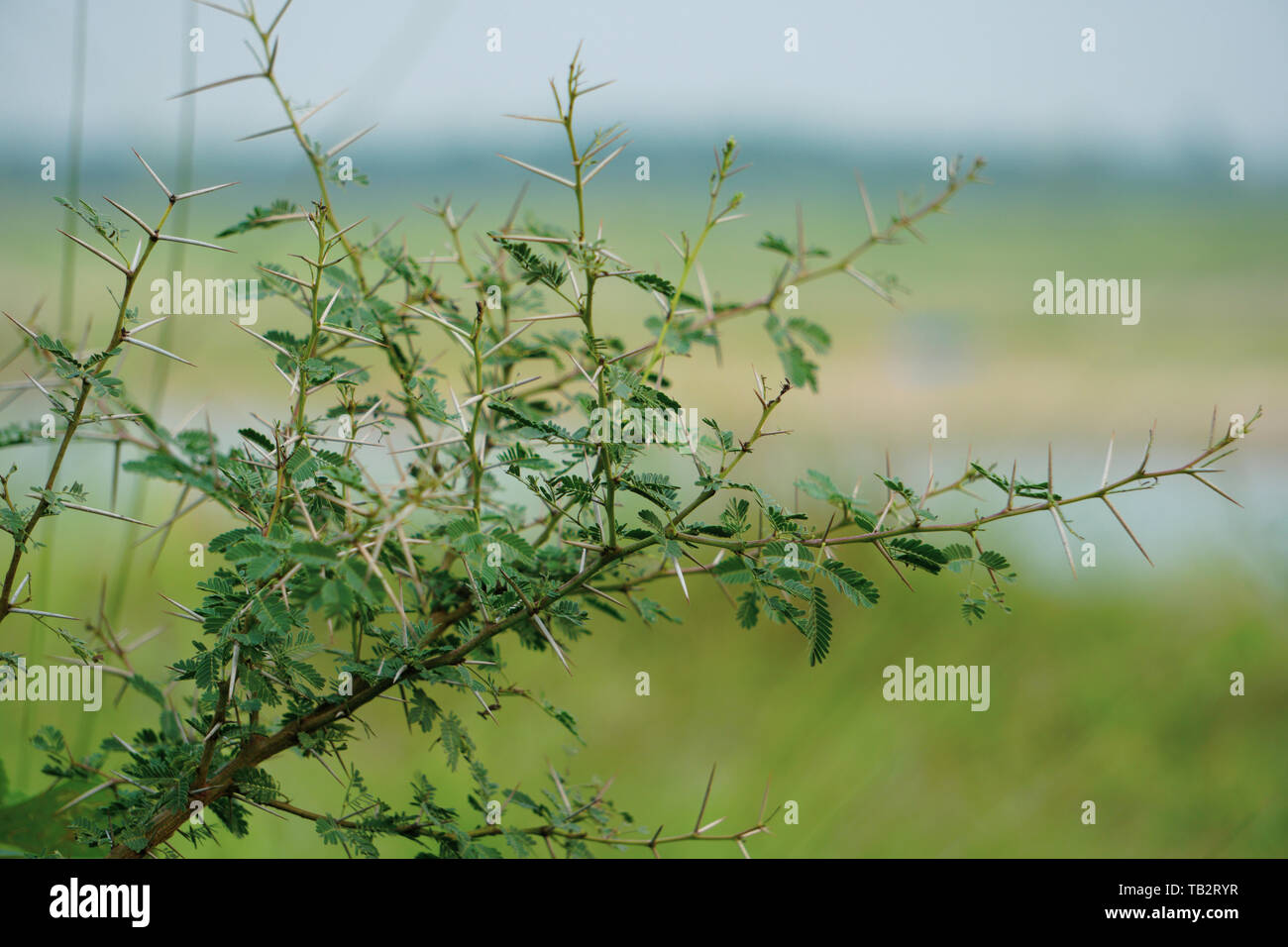 Spine di Acacia Nilotica, Babul tree, Bangladesh piano di medicinali Foto Stock