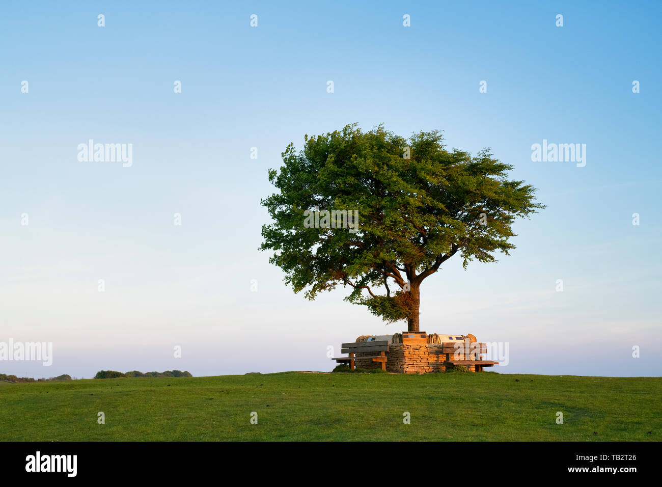 Memorial tree. Unico faggio circondato da un memoriale di parete su Cleeve Hill comuni al tramonto. L'albero più alto in Cotswolds. Gloucestershire, Regno Unito Foto Stock