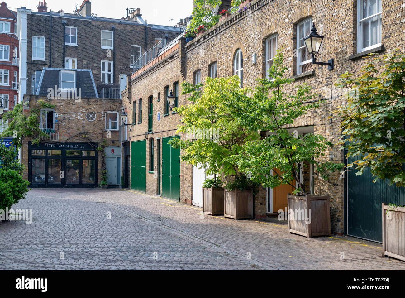 Piccoli alberi in contenitori al di fuori le case di Reece Mews, South Kensington, Londra. Inghilterra Foto Stock