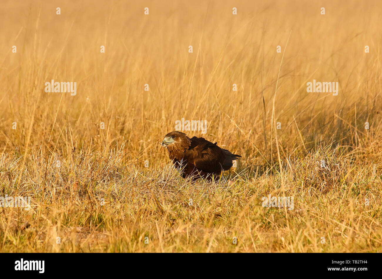 Inmature di Bateleur eagle (Terathopius ecaudatus). Busanga Plains. Parco Nazionale di Kafue. Zambia Foto Stock