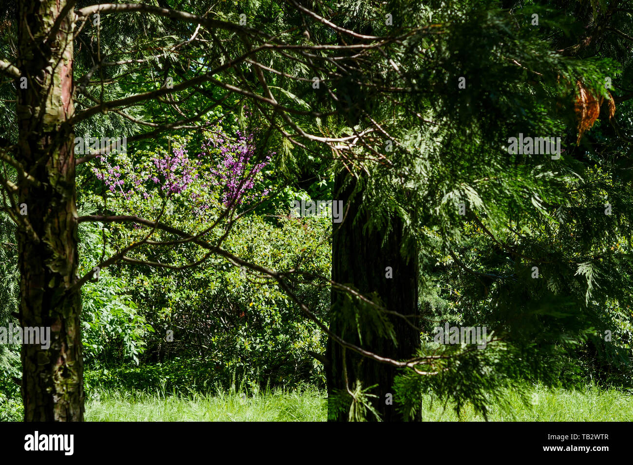 Vista la primavera di un Abandonned giardino che circonda un uomo morto house, Lione, Francia Foto Stock