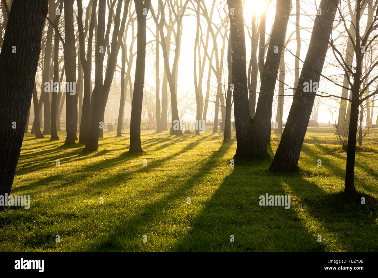 Sole di mattina i raggi di luce provenienti attraverso gli alberi di primavera Foto Stock