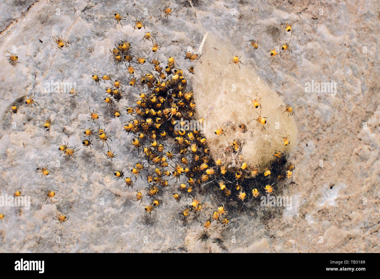 Un Nido di baby gardens ragni lasciando loro filate orb bloccato al calcare. Foto Stock