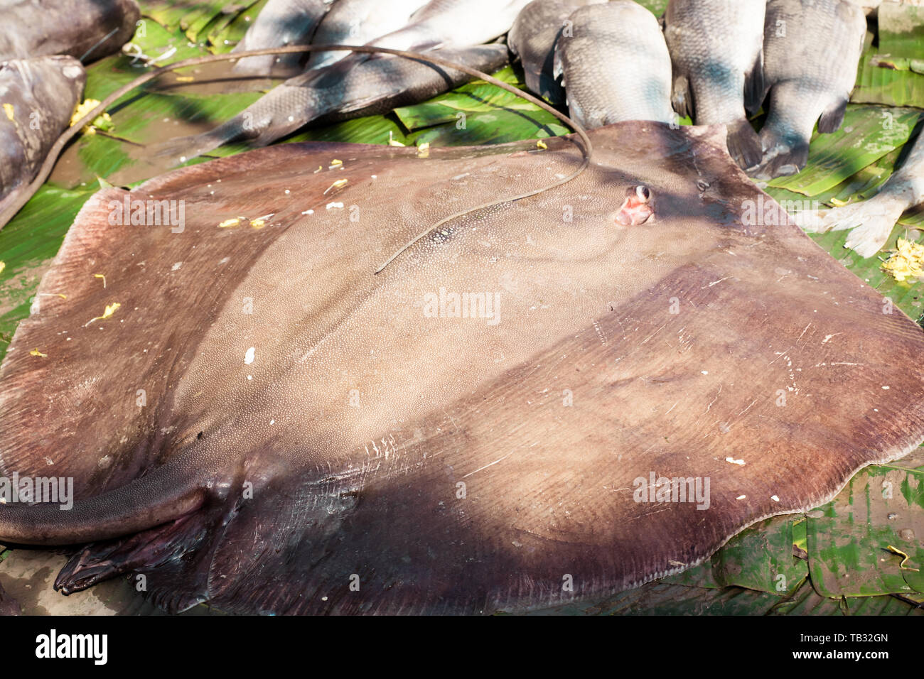 Un grande sconosciuto a forma ovale candy per la visualizzazione nel mercato del pesce. Pesce di mare del display su un mercato del pesce di vendite al dettaglio contatore in strada di kolkata india. Foto Stock