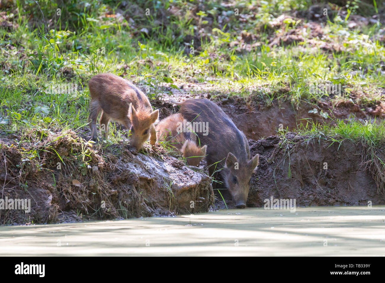 Il cinghiale nella pozza Foto Stock