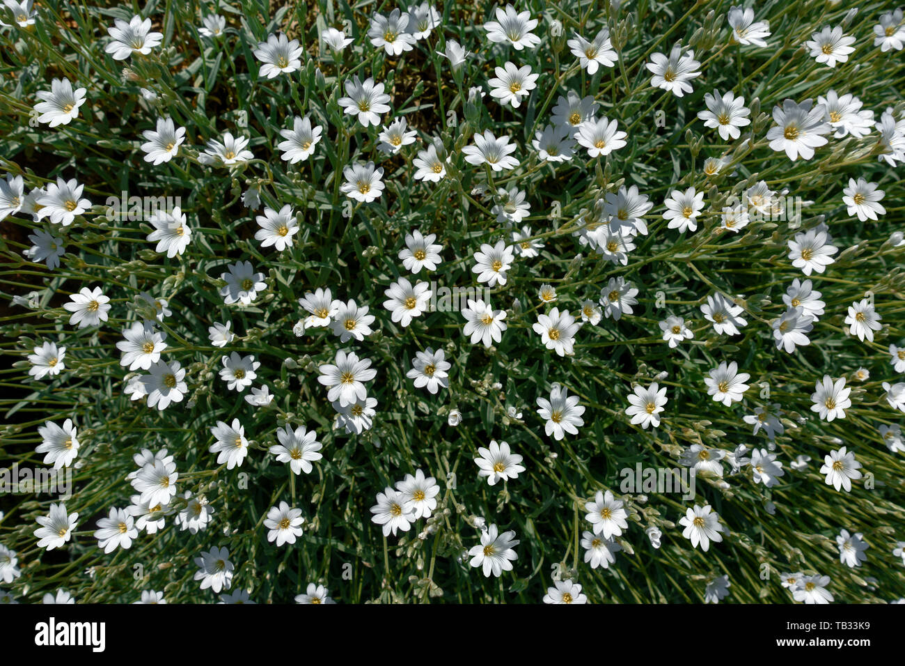 Neve in estate con numerosi fiori Foto Stock