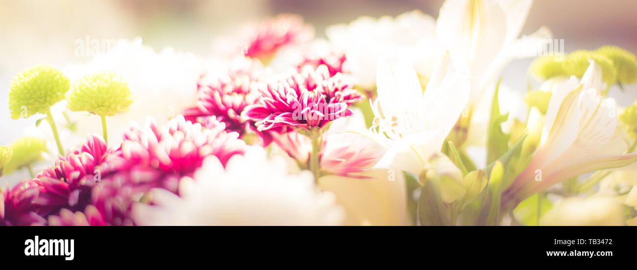 Borgogna bouquet di fiori isolati su bokeh, sfondo sfocato Foto Stock
