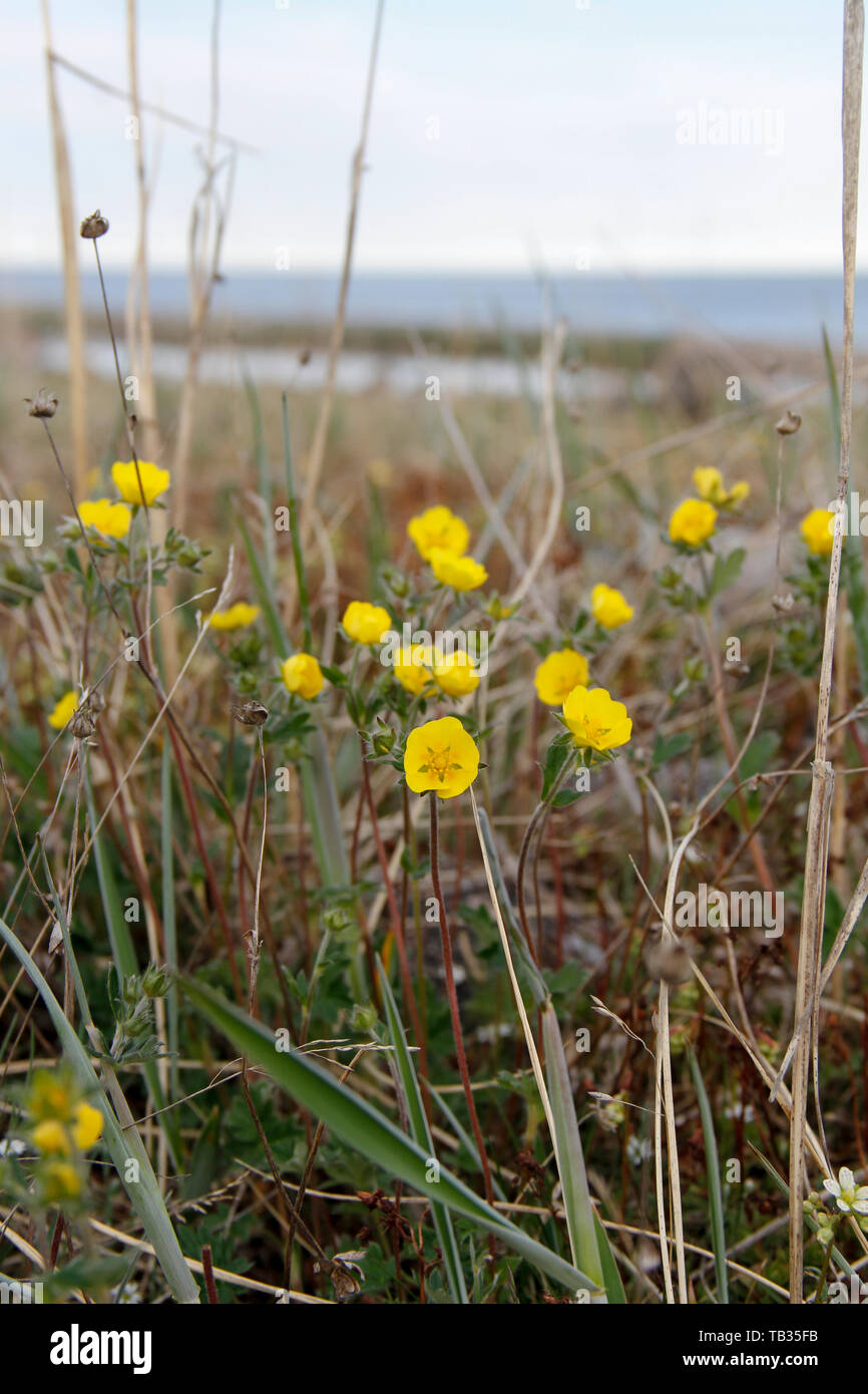 Cinquefoil artico (Potentilla hyparticula) che cresce sulla tundra, Nunavut centrale, Canada artico Foto Stock