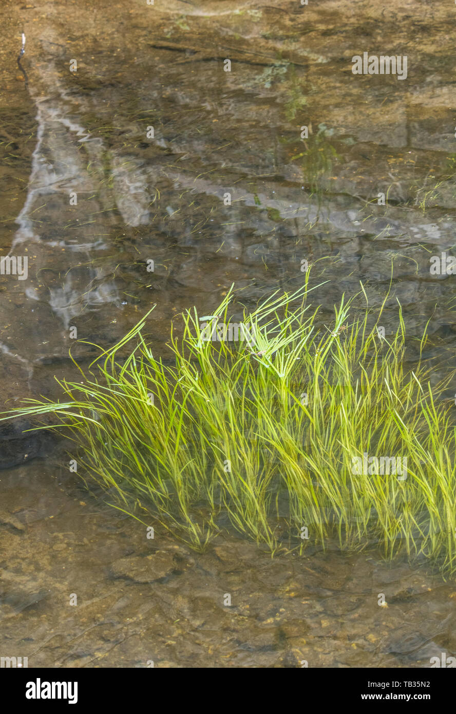 Luce sommersa erba verde-come le erbacce in flusso di acque del fiume Fowey. Credeva di essere Vallisneria spiralis / Eelweed, Eelgrass, tapeweed, tapegrass. Foto Stock