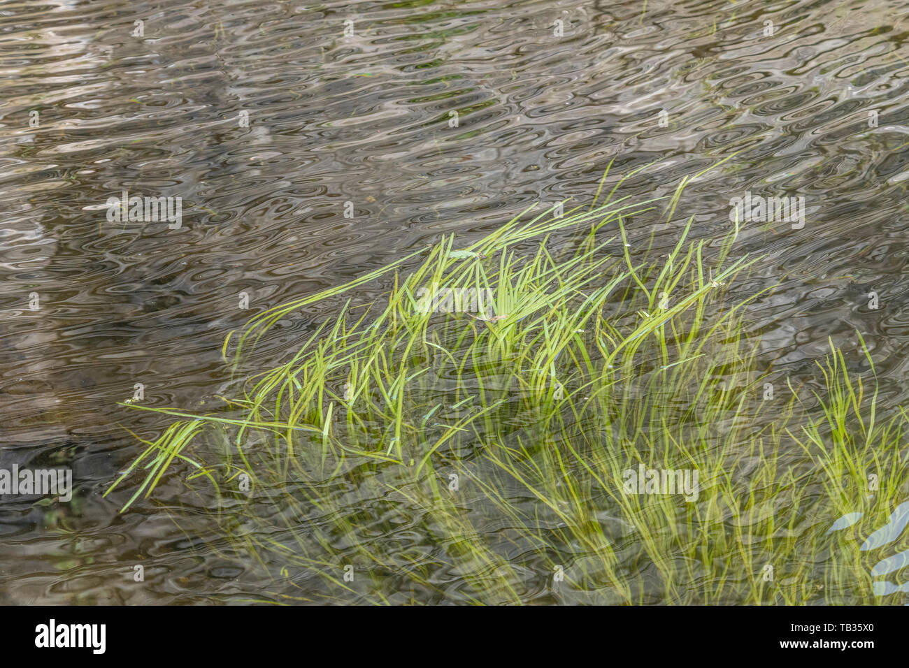Luce sommersa erba verde-come le erbacce in flusso di acque del fiume Fowey. Credeva di essere Vallisneria spiralis / Eelweed, Eelgrass, tapeweed, tapegrass. Foto Stock