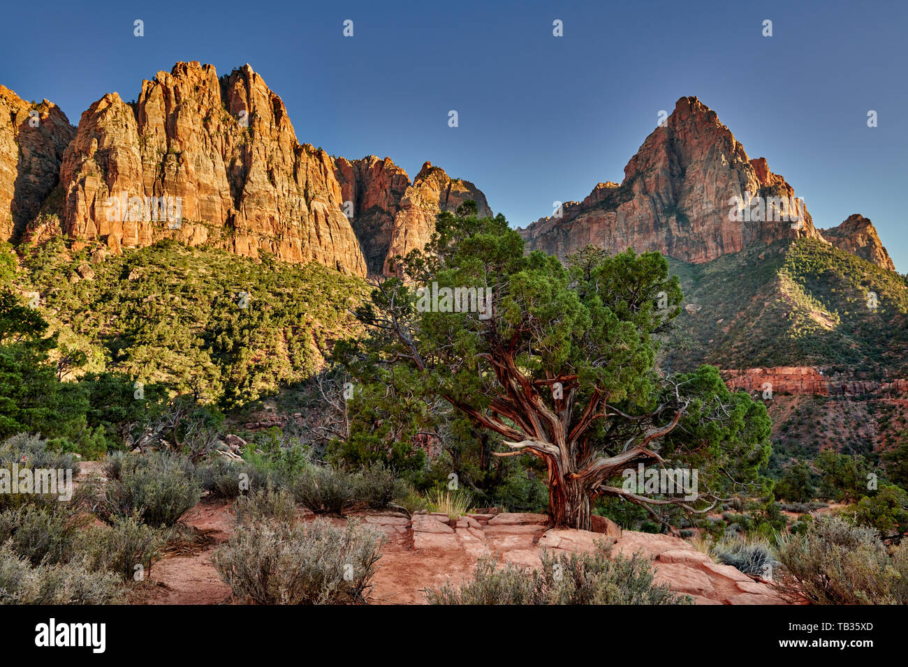 Parco Nazionale di Zion, Utah, Stati Uniti d'America, America del Nord Foto Stock