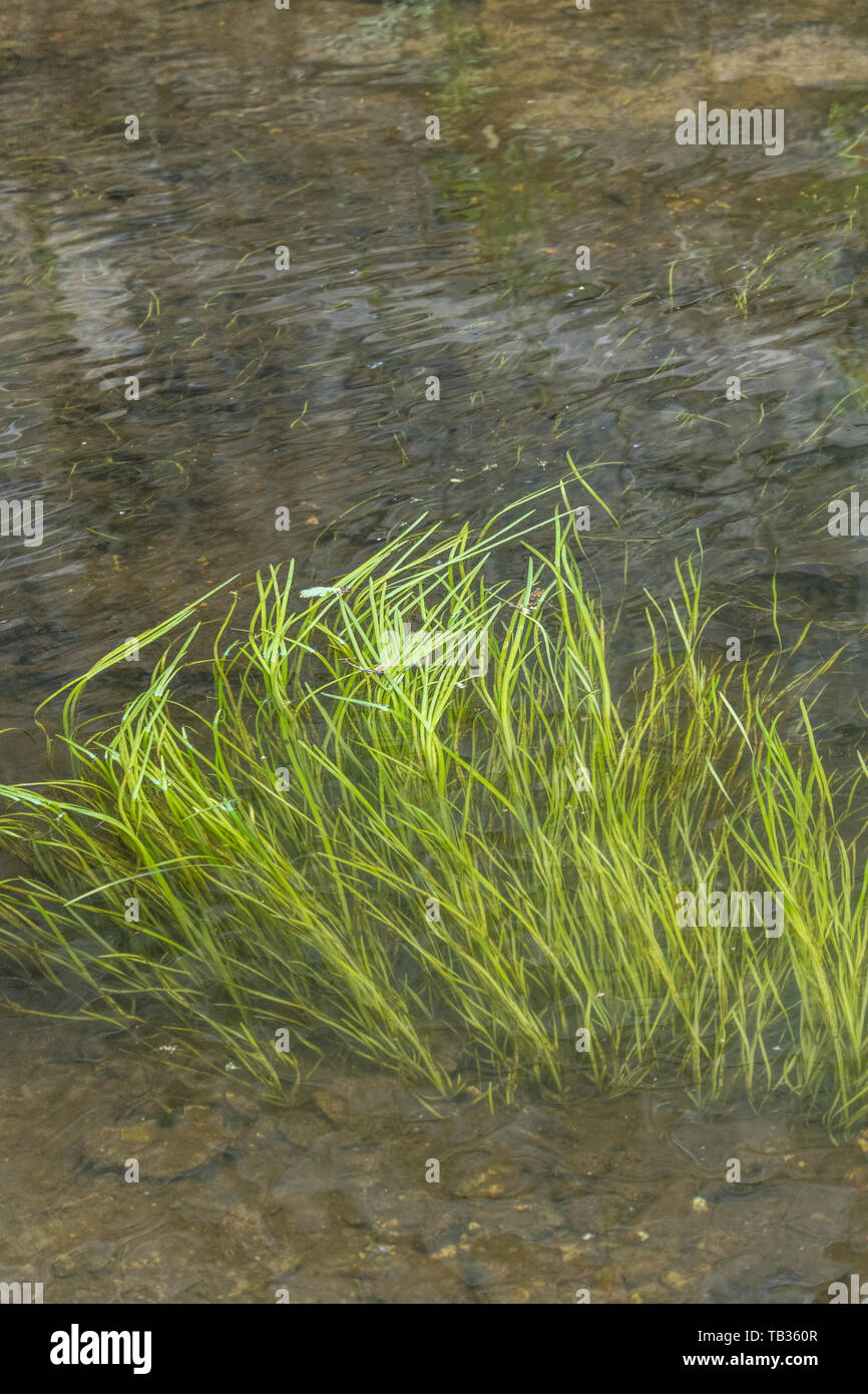 Luce sommersa erba verde-come le erbacce in flusso di acque del fiume Fowey. Credeva di essere Vallisneria spiralis / Eelweed, Eelgrass, tapeweed, tapegrass. Foto Stock