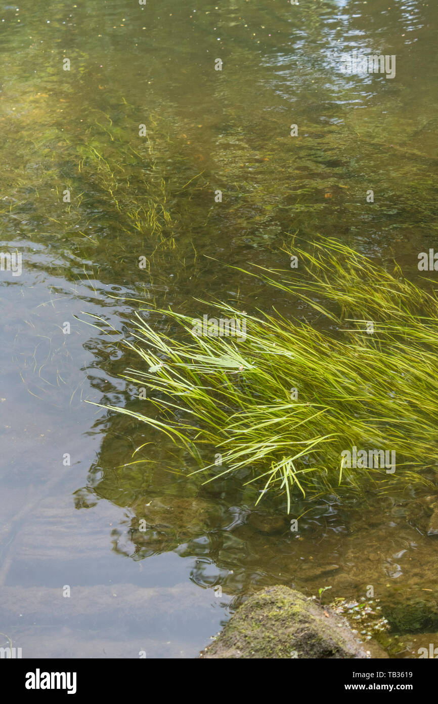 Luce sommersa erba verde-come le erbacce in flusso di acque del fiume Fowey. Credeva di essere Vallisneria spiralis / Eelweed, Eelgrass, tapeweed, tapegrass. Foto Stock