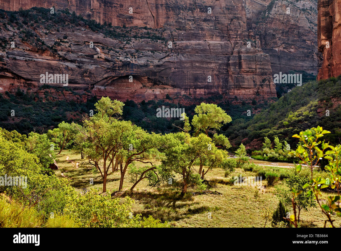Alberi nel Parco Nazionale di Zion, Utah, Stati Uniti d'America, America del Nord Foto Stock
