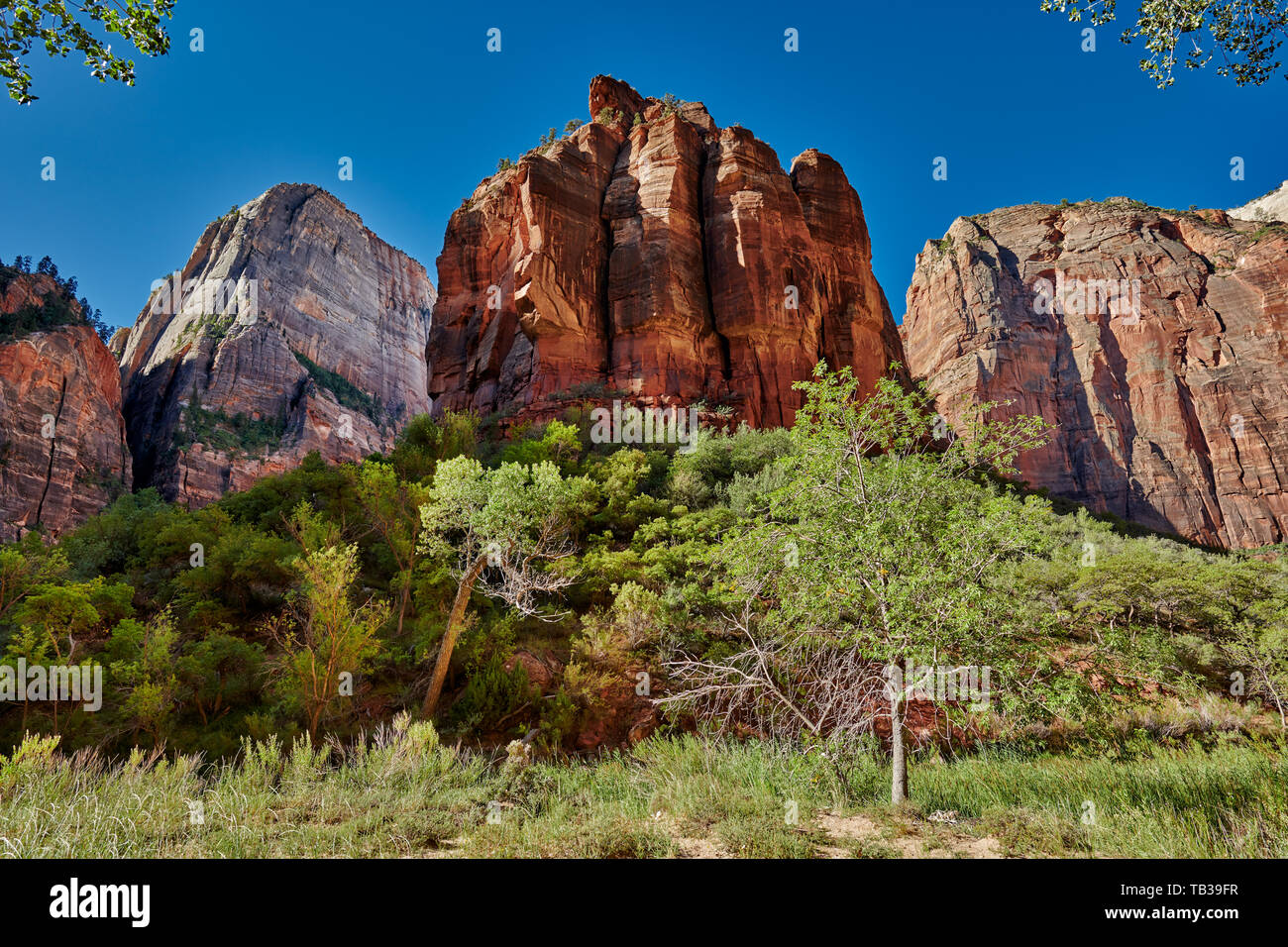Big Bend del Parco Nazionale di Zion, Utah, Stati Uniti d'America, America del Nord Foto Stock