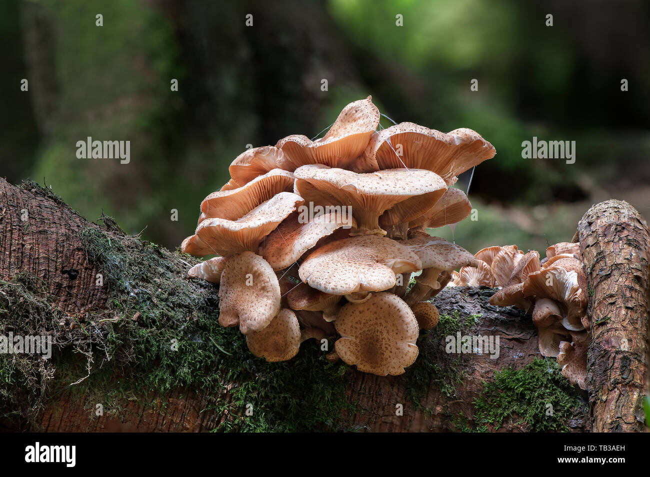 Chiodino, Dundeugh, Dumfries and Galloway, S W Scozia Scotland Foto Stock