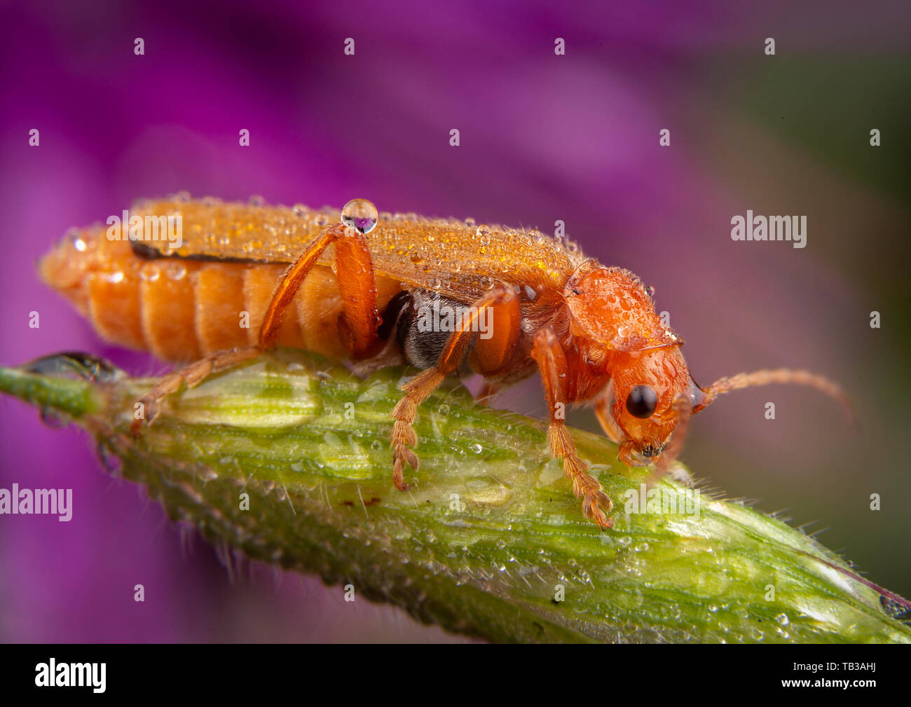 Femmina flavipes oedemera in posa su di un ramo verde Foto Stock