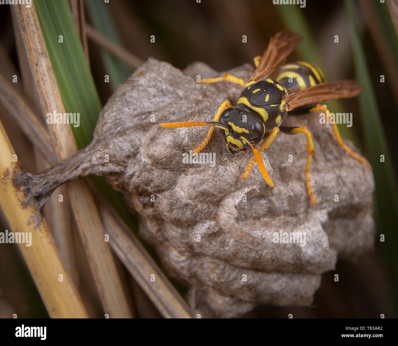 Polistes bischoffi galicus wasp hornet prendersi cura del suo nido Foto Stock