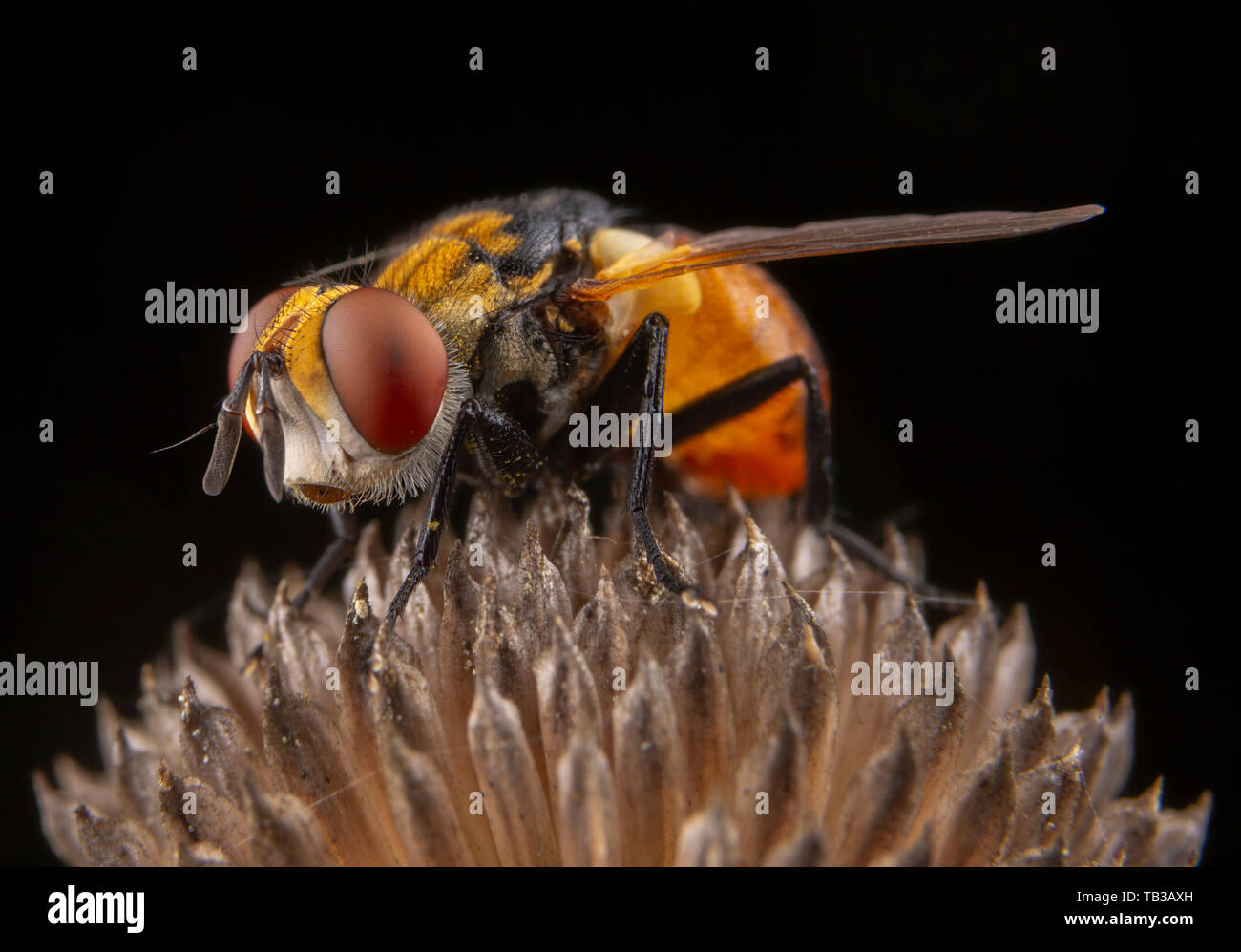 Po' di arancione volare con occhi più belli in posa su una pianta marrone Foto Stock