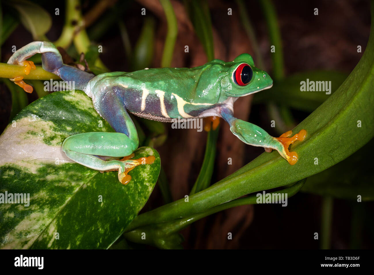 Red eyed raganella viaggia su foglie di pianta Foto Stock