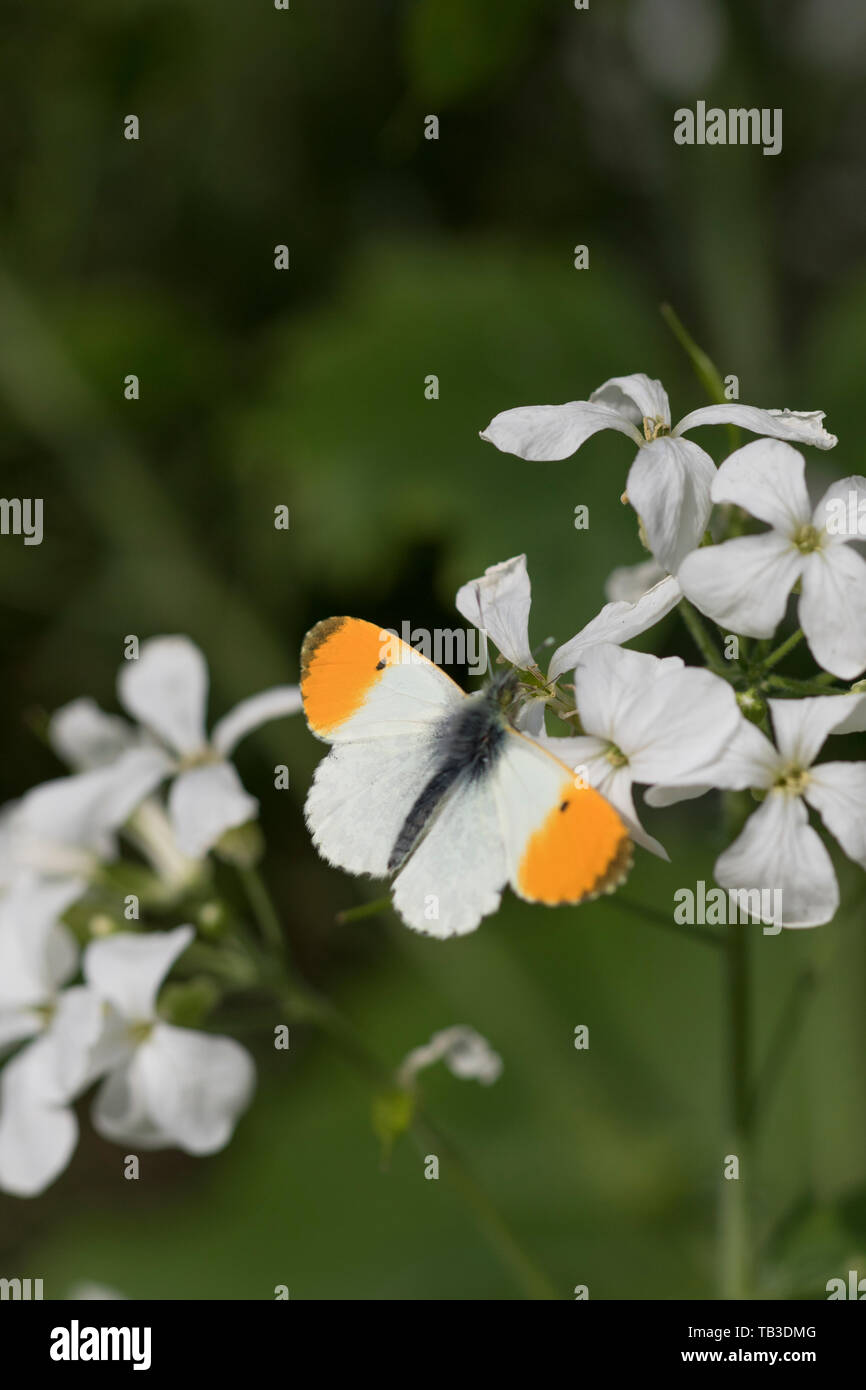 Arancio-punta butterfly 'Anthocharis cardamines' su una , in Inghilterra, Regno Unito Foto Stock