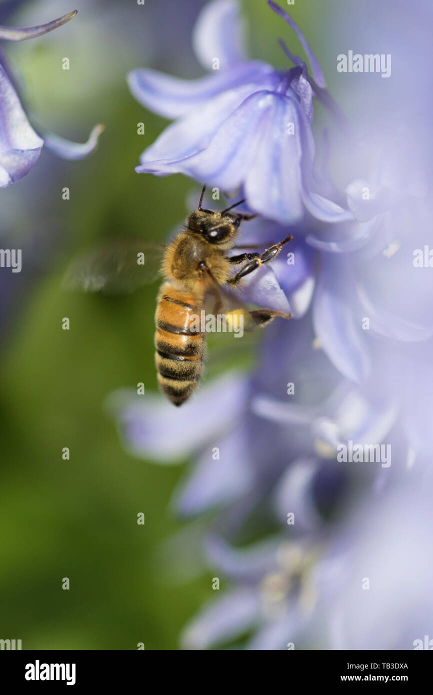 Hoverfly 'Syrphidae', England, Regno Unito Foto Stock