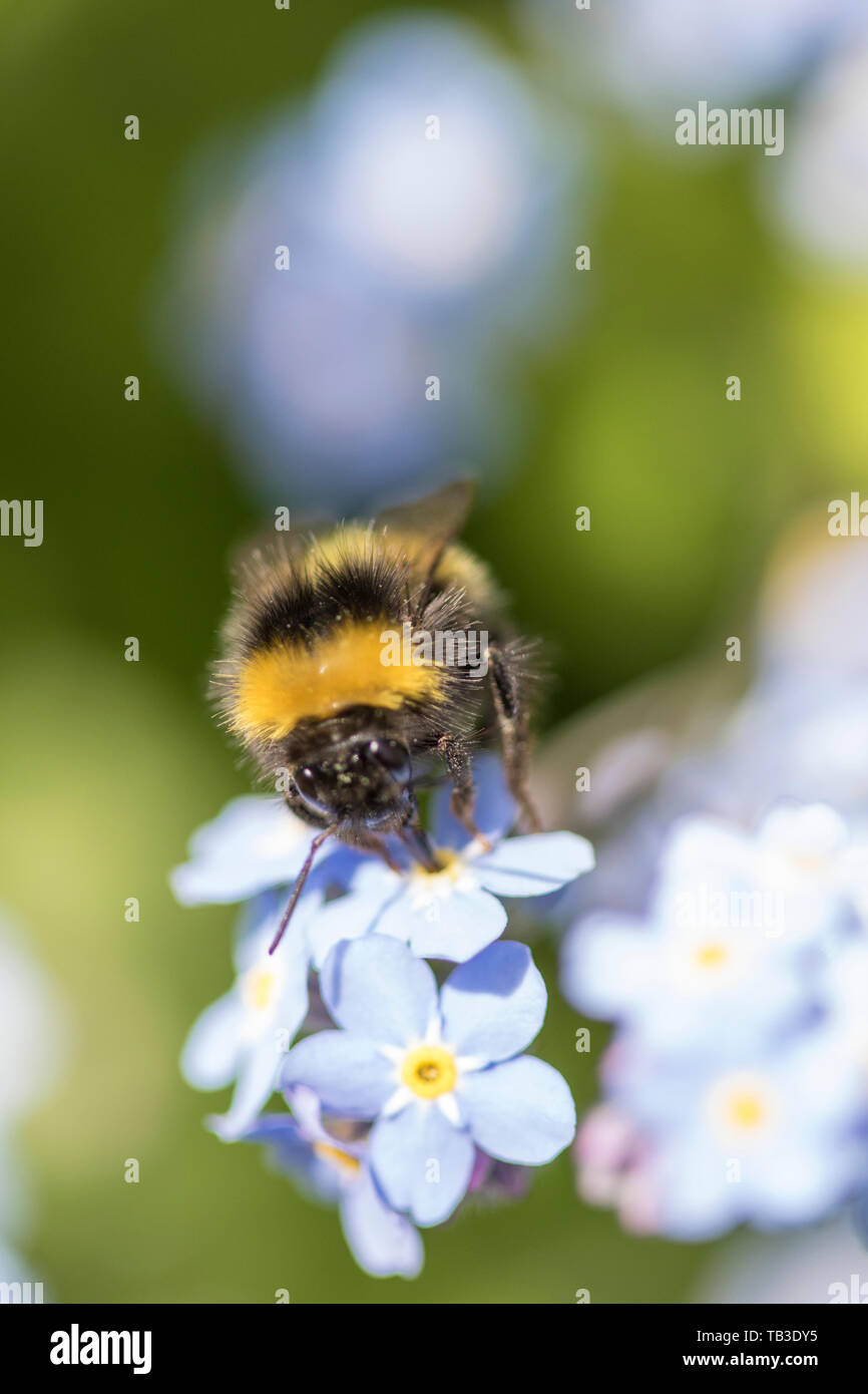 Bumble Bee su dimenticare-me-Non fiori, England, Regno Unito Foto Stock