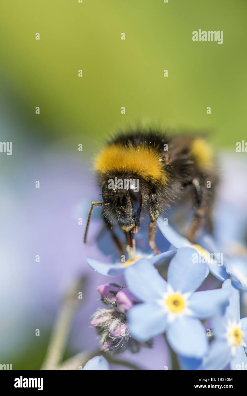 Bumble Bee su dimenticare-me-Non fiori, England, Regno Unito Foto Stock