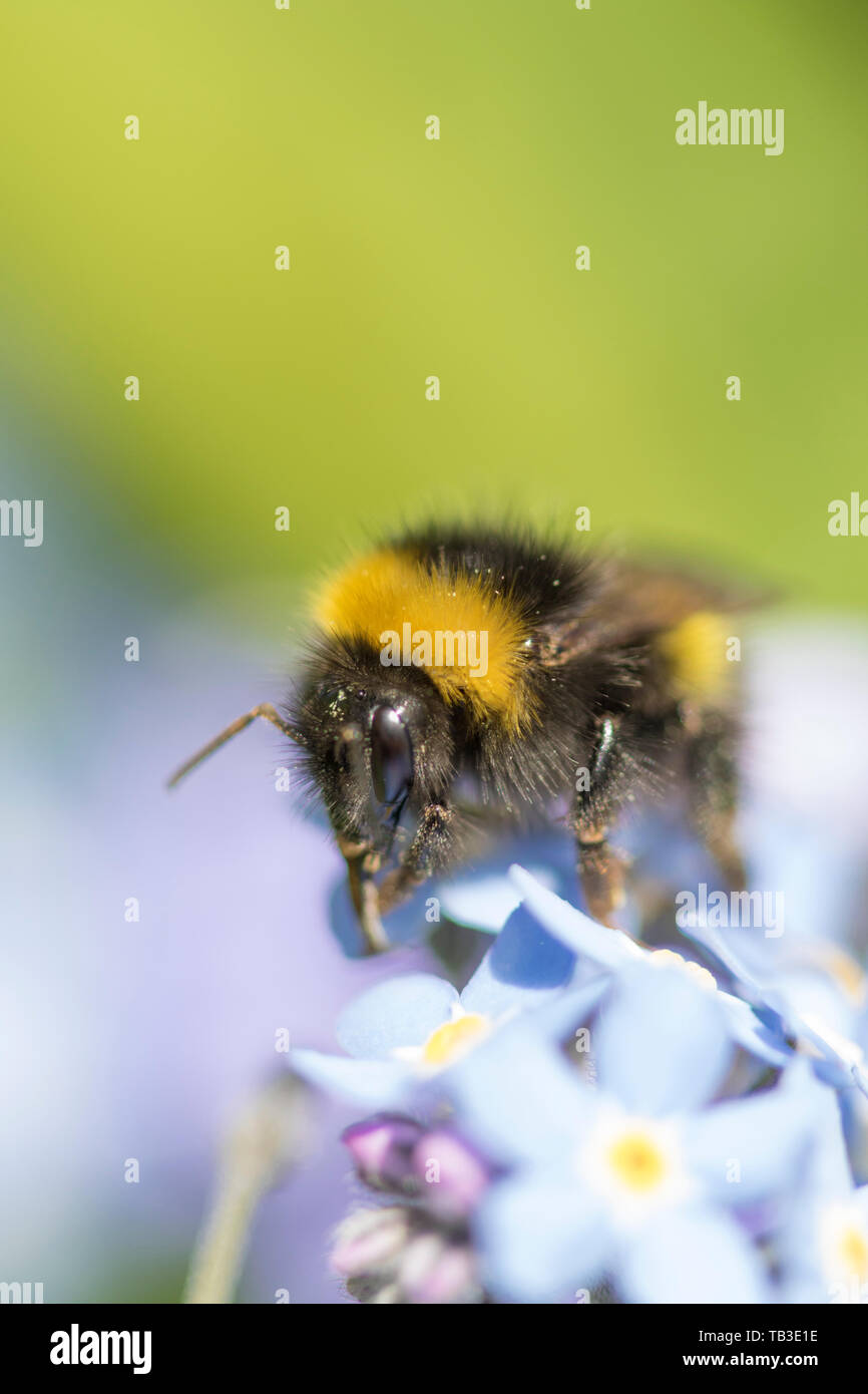 Bumble Bee su dimenticare-me-Non fiori, England, Regno Unito Foto Stock