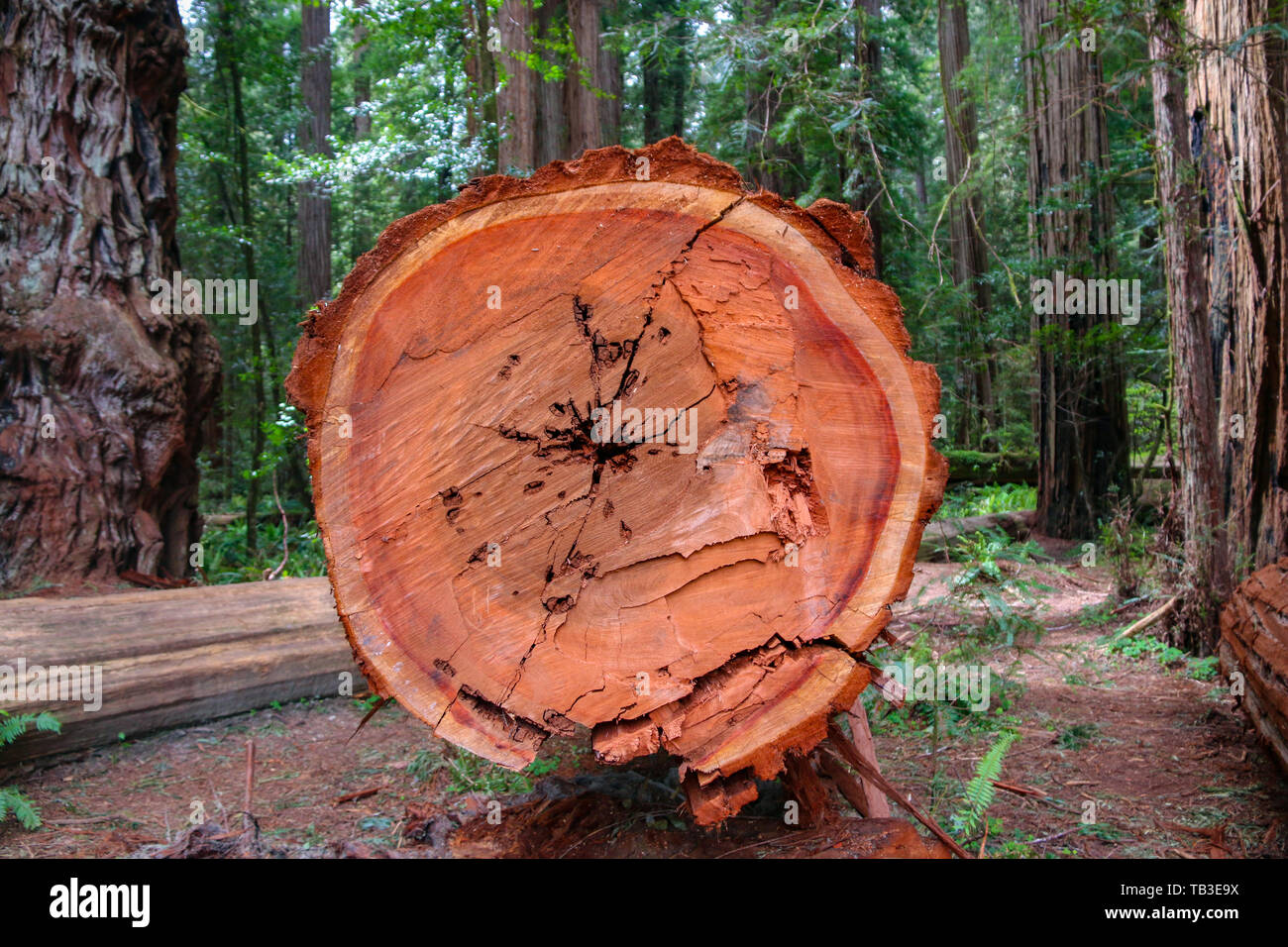 Stout Memorial Grove, California Redwoods Foto Stock