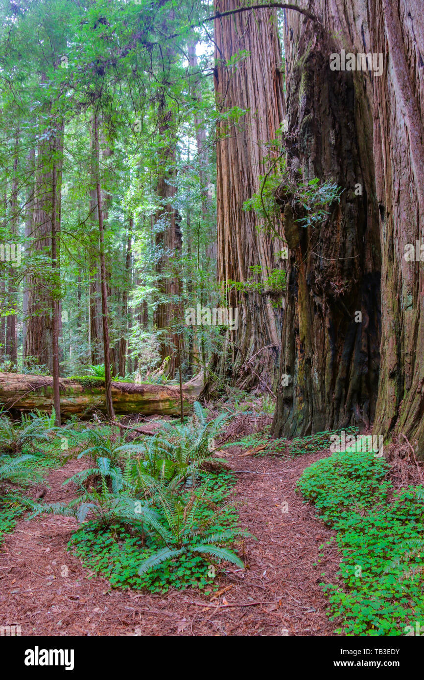 Stour Memorial Grove, Jedediah Smith Redwoods State Park, California, CA, Stati Uniti d'America Foto Stock