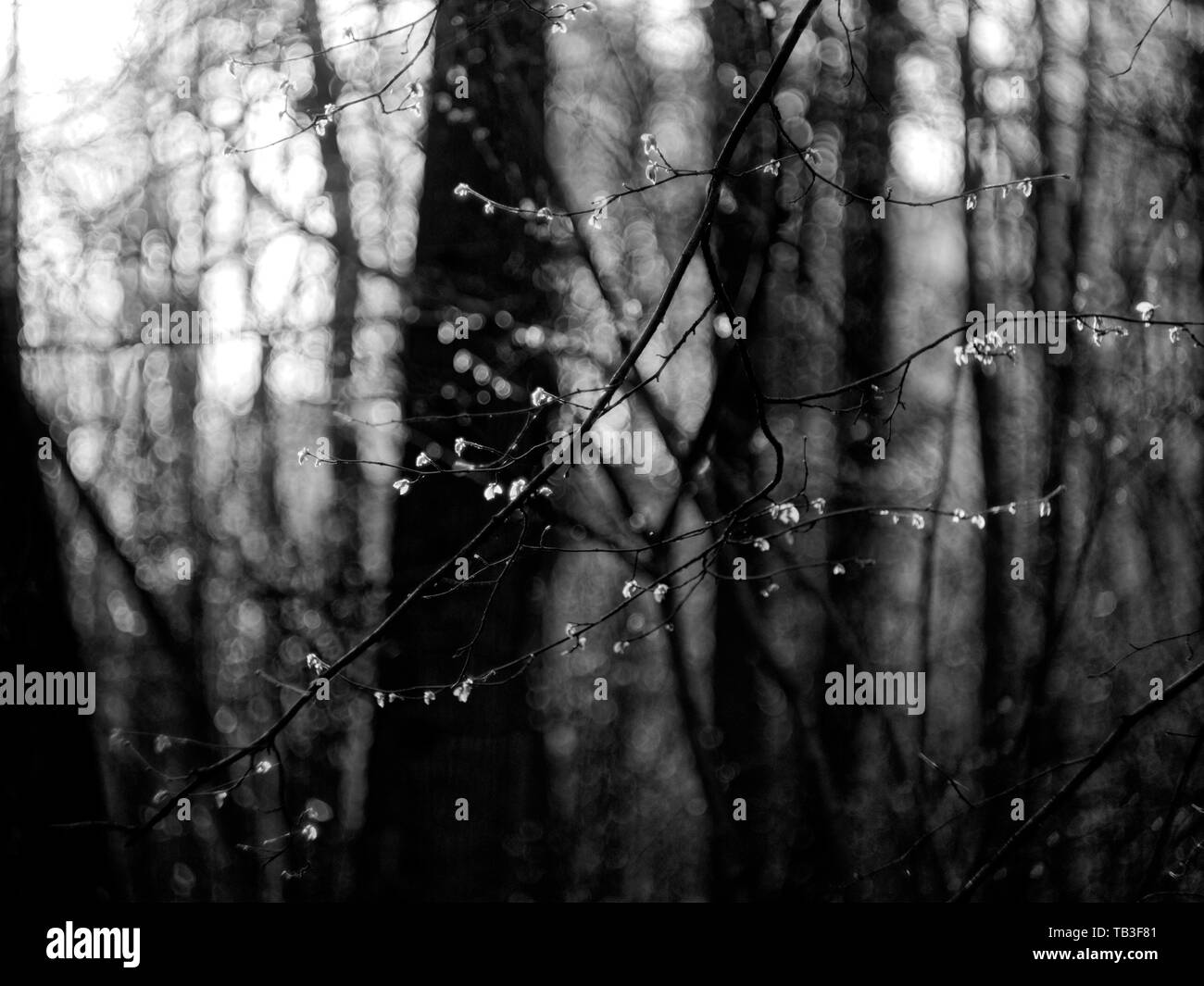 Boccioli non aperti su un albero nella foresta di primavera , Mosca Foto Stock