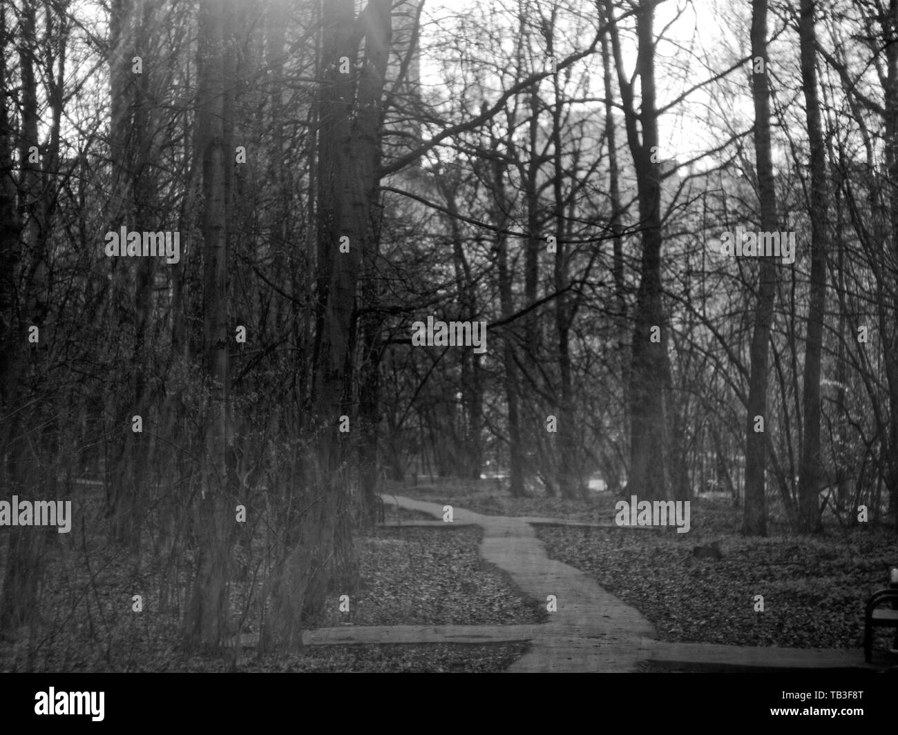 Pista di asfalto nella foresta di primavera , Mosca Foto Stock