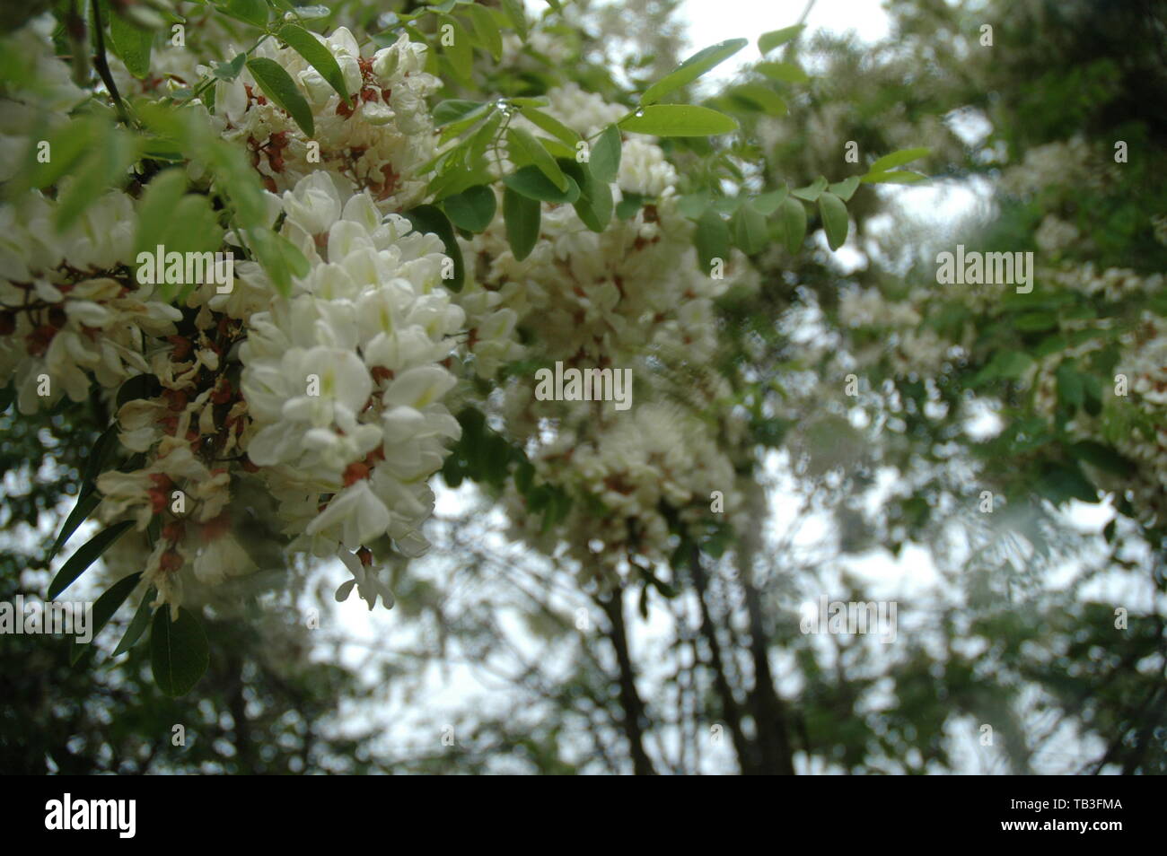 Fiori bianchi Foto Stock