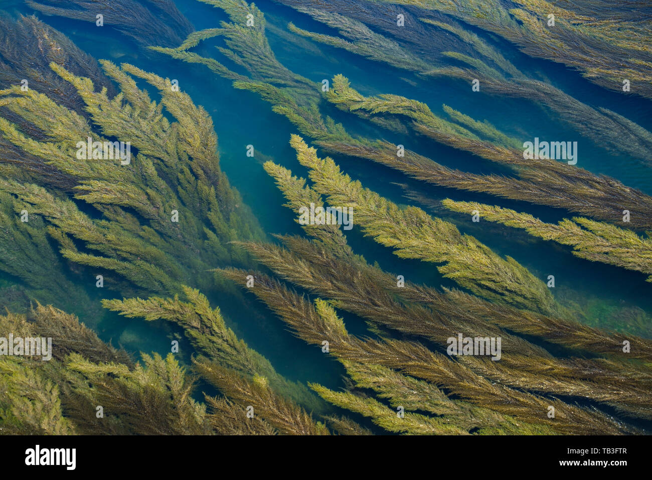 Alghe di mare Foto Stock
