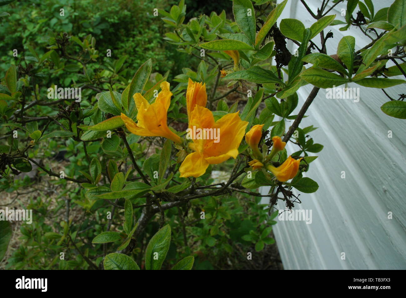 Fiori in un giardino. Foto Stock