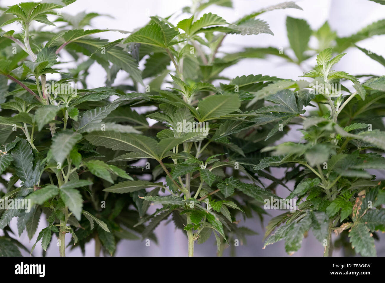 Industriali piantagione di cannabis agriturismo casa verde Foto Stock