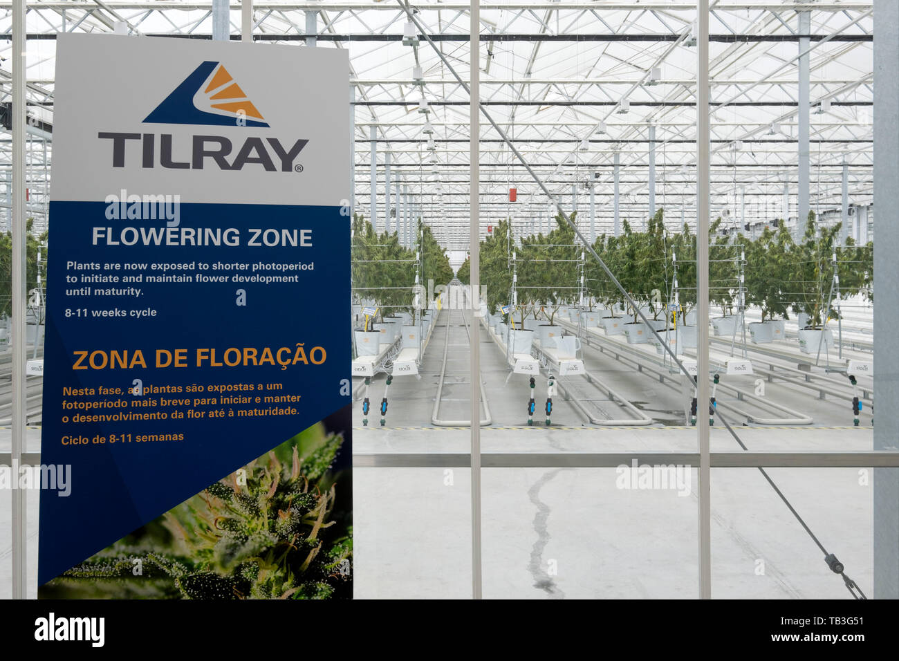 Tilray industriale piantagione di cannabis agriturismo casa verde in Cantanhede, Portogallo, Europa Foto Stock