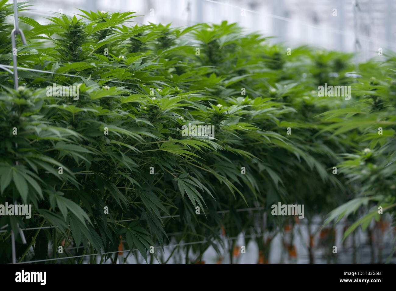 Industriali piantagione di cannabis agriturismo casa verde Foto Stock
