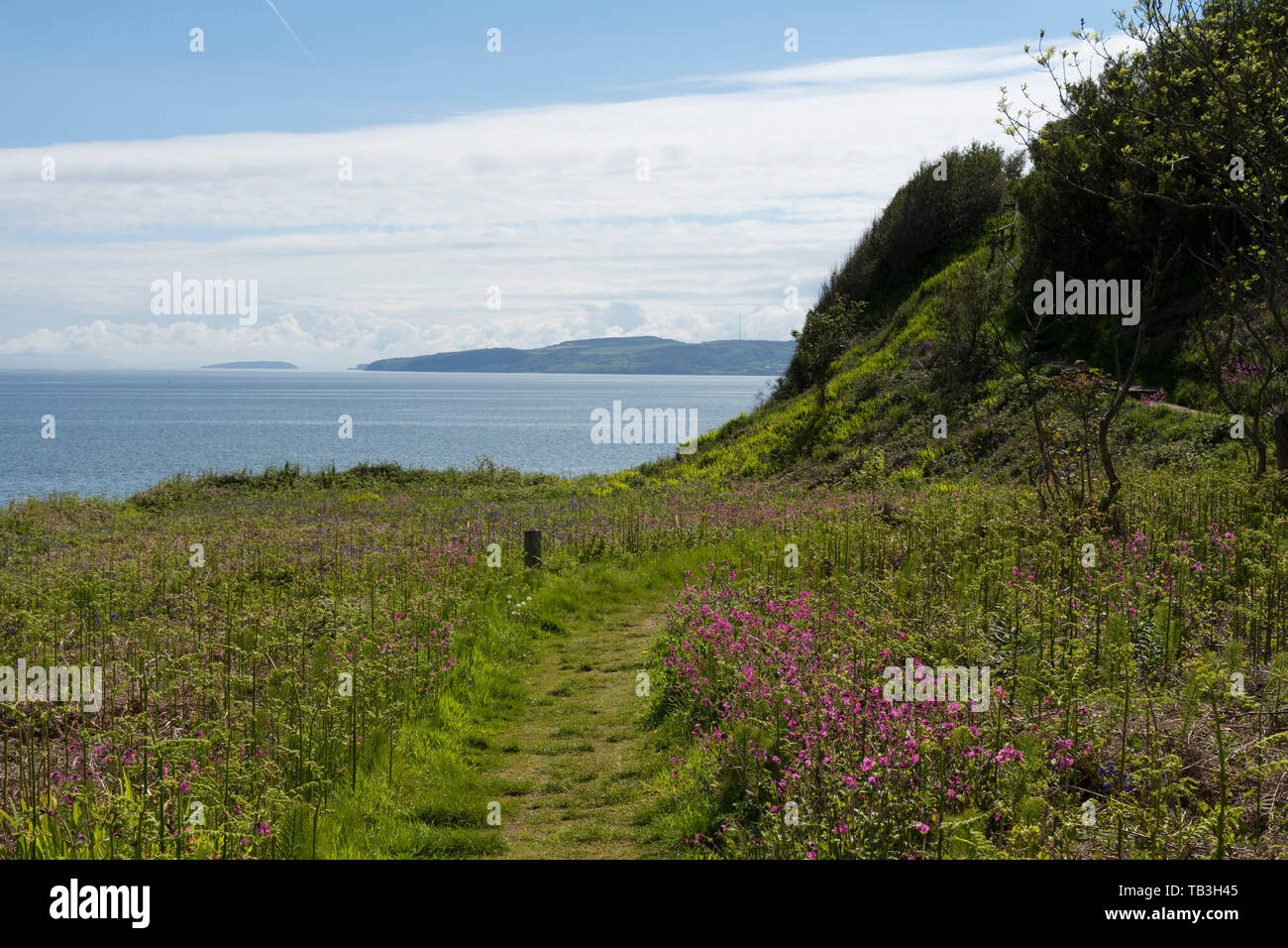 Fiori Selvatici sull'Anglesey sentiero costiero - Benllech, Anglesey, Galles, Regno Unito Foto Stock
