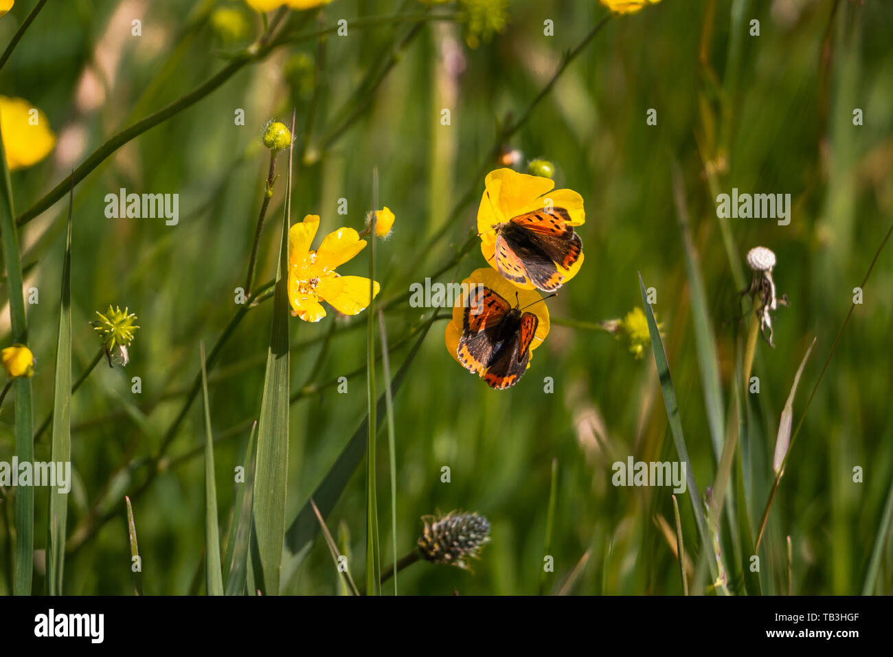 Poco di rame su un ranuncolo fiore Foto Stock