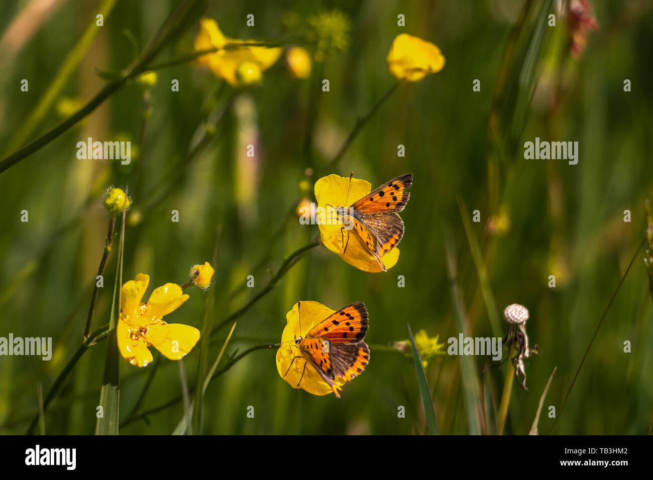 Poco di rame su un ranuncolo fiore Foto Stock