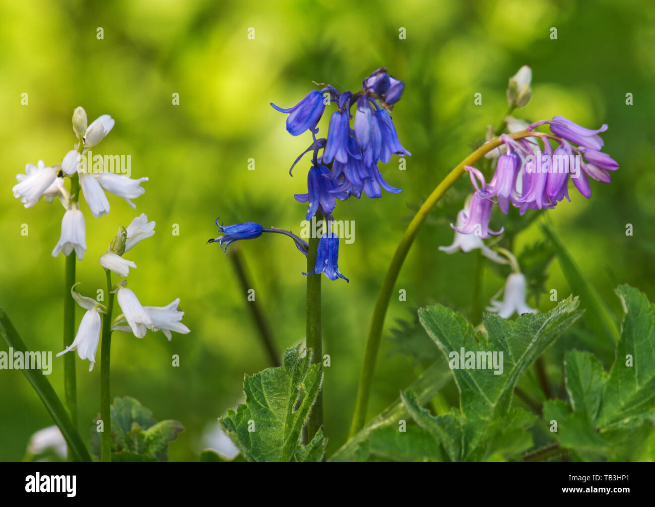 Campanule Foto Stock