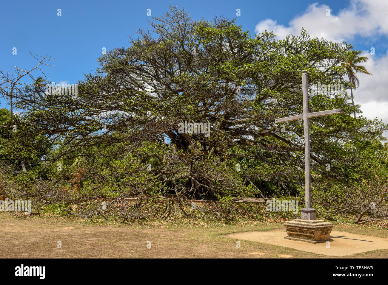 Albero Gigante del castello Garcia d'Avila vicino a Praia do Forte sul Brasile Foto Stock