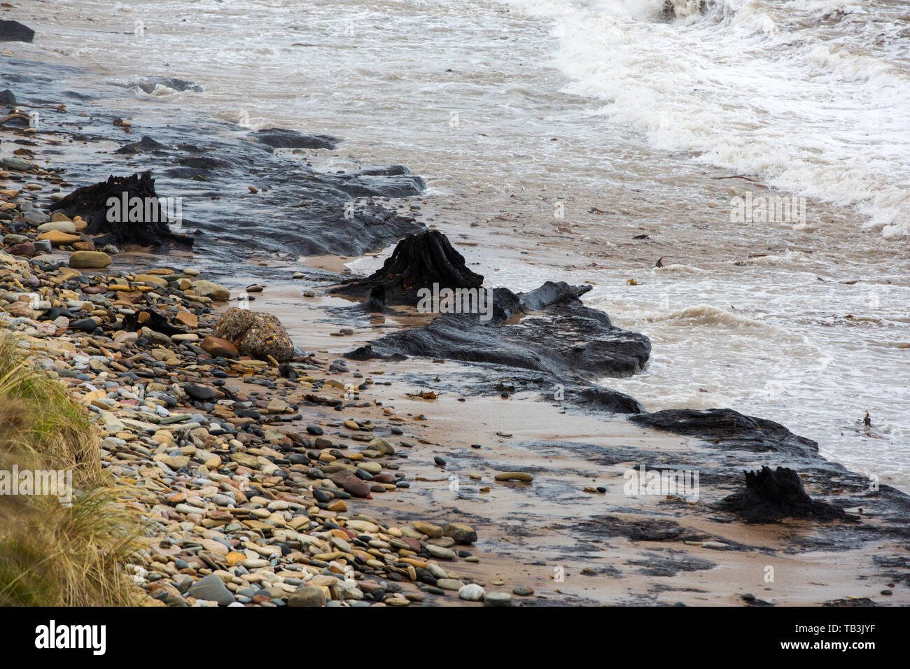 Un'antica foresta affondata sulla costa vicino a camminare, Northumberland. Gli alberi sono cresciuti in un momento, dopo l'ultima era glaciale, quando globale i livelli del mare erano inferiori Foto Stock